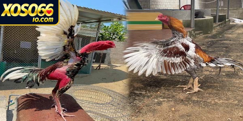 Cồn cát sạch là không gian lý tưởng để gà vận động