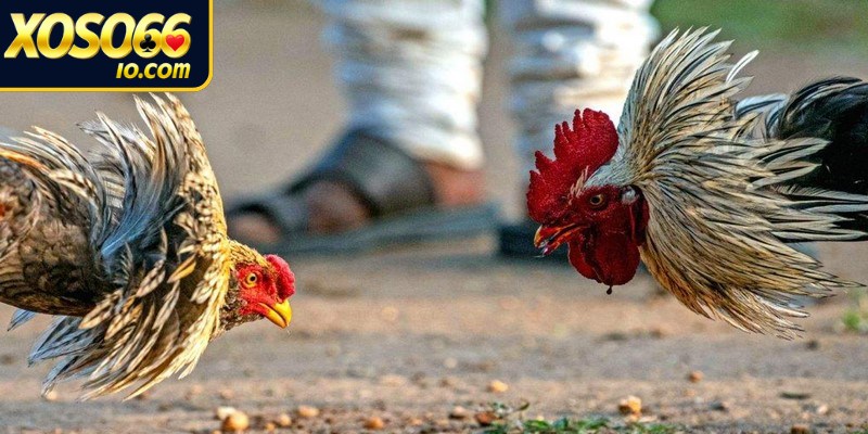 Thông tin luật chơi đá gà cựa dao chi tiết 