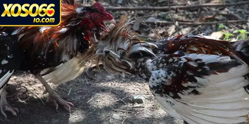 Chiến thuật chơi đá gà nòi hiệu quả mà bạn cần biết