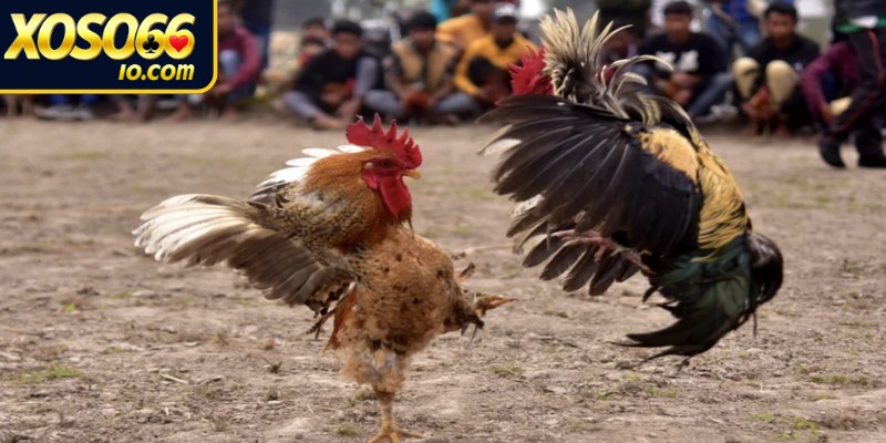 Bật mí luật chơi của đá gà tre chi tiết 