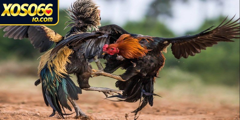 Tại sao nên trải nghiệm chơi đá gà XOSO66